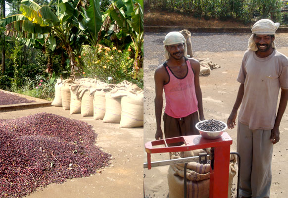 Coorg-Coffee-Estates Coorg. Coffee drying.